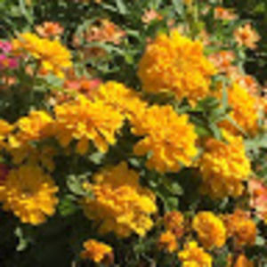 Meet your Posher, Paige